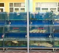 Bể hải sản nhà hàng
