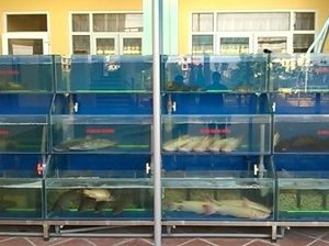 Bể hải sản nhà hàng