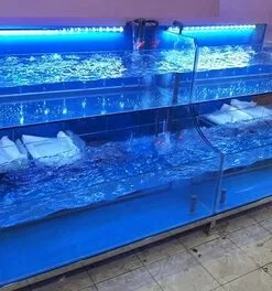 bể cá hải sản 2 tầng