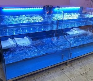 bể cá hải sản 2 tầng