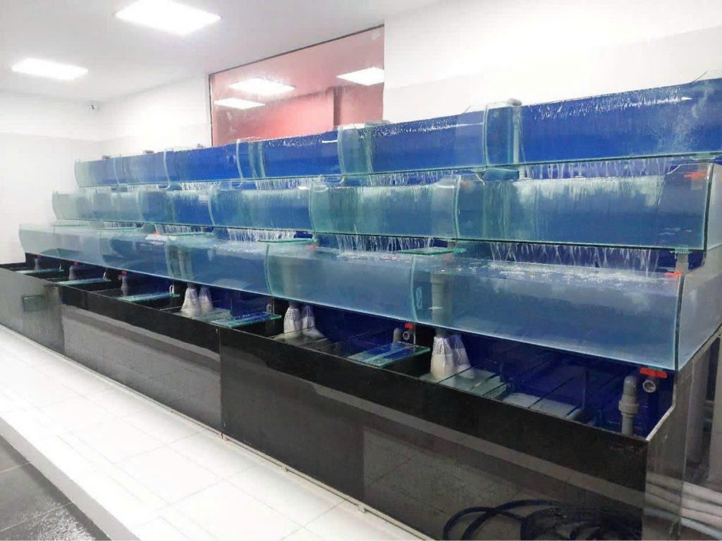 Kích thước bể là một số yếu tố quan trọng cần xem xét để đảm bảo bể cá không chỉ đẹp mà còn tiện lợi và hiệu quả